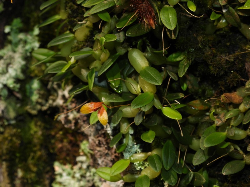 Bulbophyllum ovalifolium photo 3