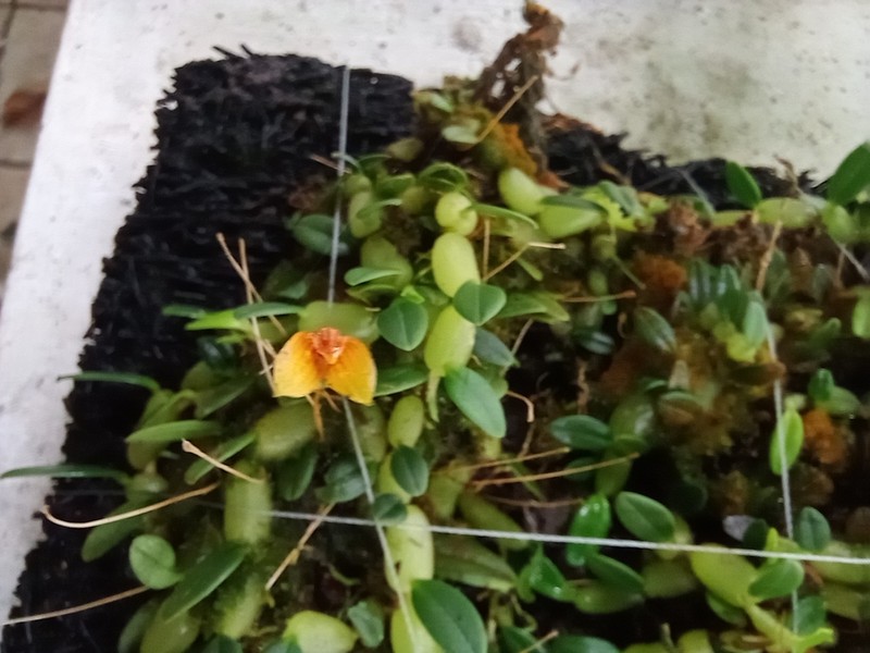Bulbophyllum ovalifolium photo 4