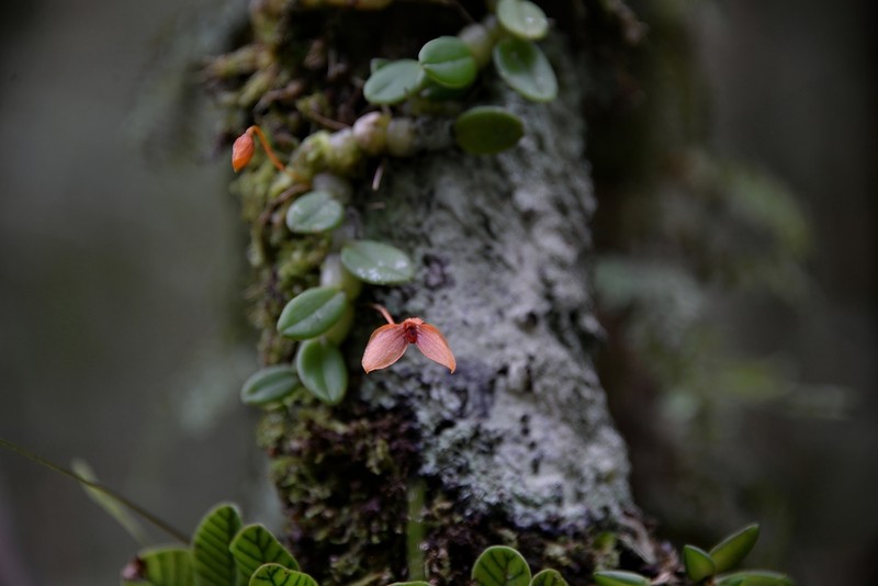 Bulbophyllum ovalifolium photo 5