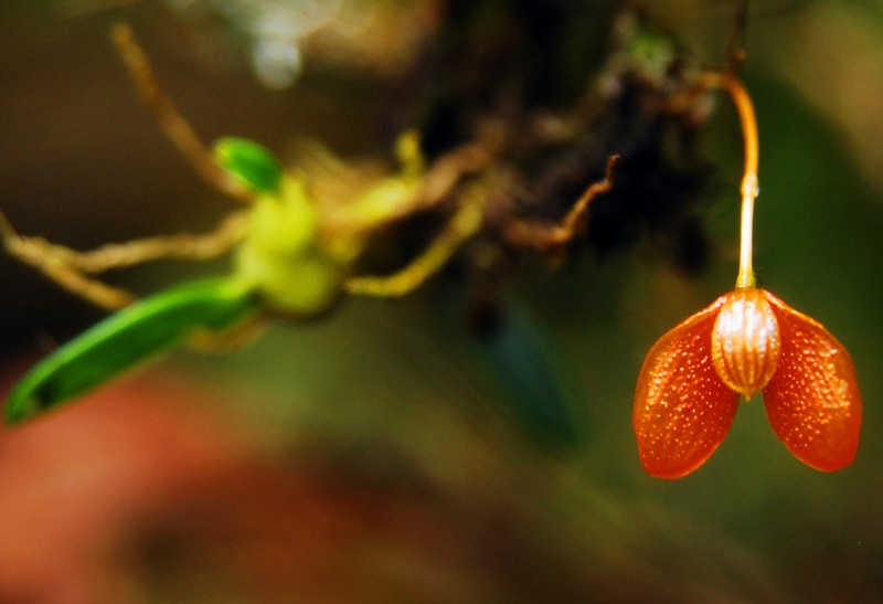 Bulbophyllum ovalifolium photo 6