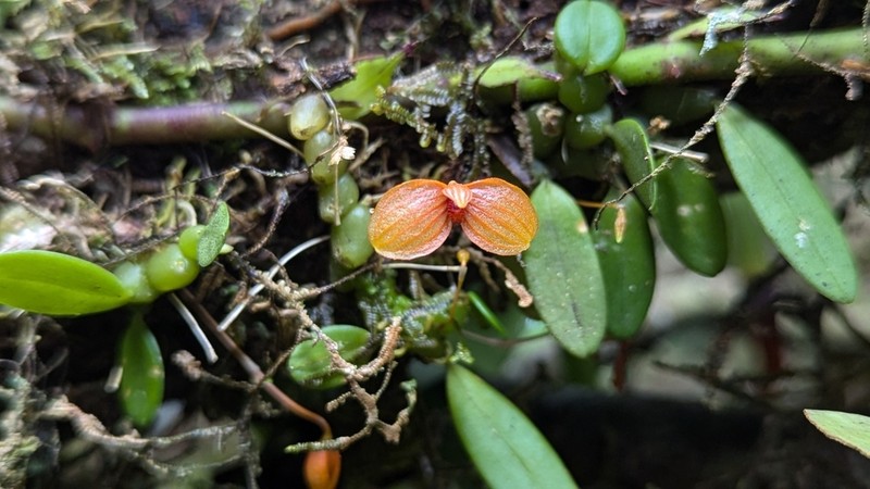 Bulbophyllum ovalifolium photo 7