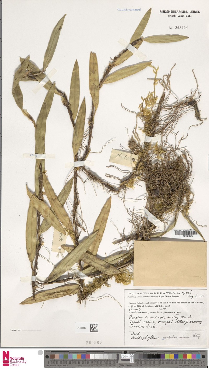 Bulbophyllum ovatolanceatum