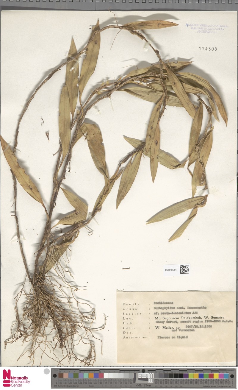 Bulbophyllum ovatolanceatum photo 2