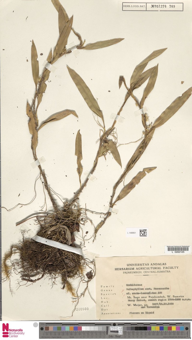 Bulbophyllum ovatolanceatum photo 3