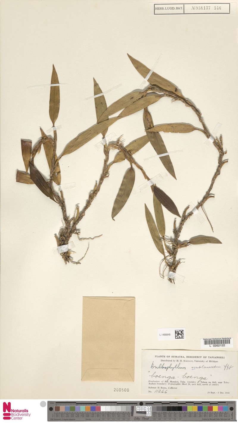 Bulbophyllum ovatolanceatum photo 4