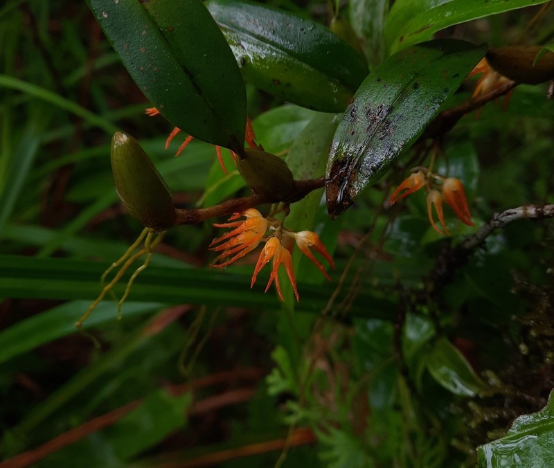 Bulbophyllum ovatum