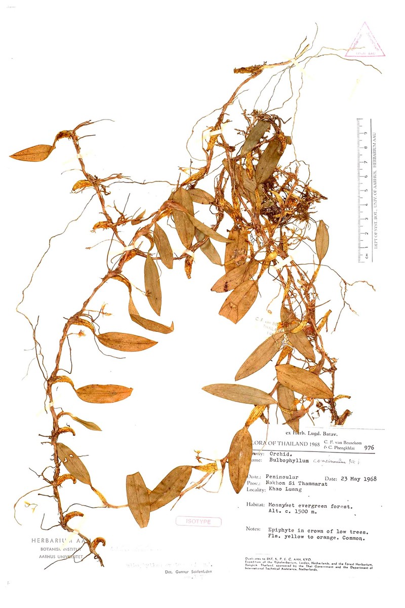 Bulbophyllum ovatum photo 2