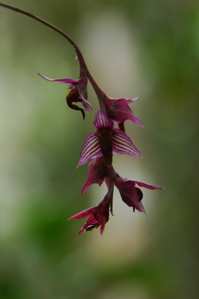 Bulbophyllum oxycalyx