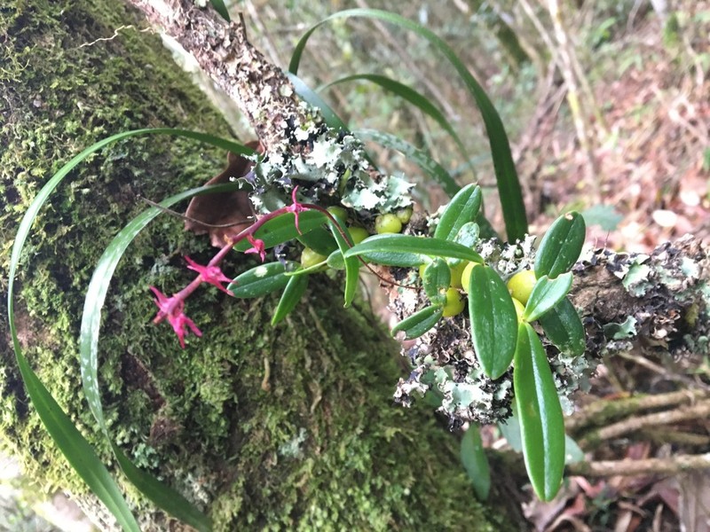 Bulbophyllum oxycalyx photo 2