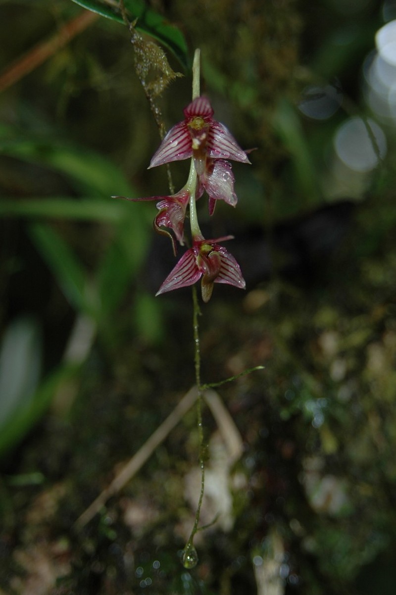 Bulbophyllum oxycalyx photo 4