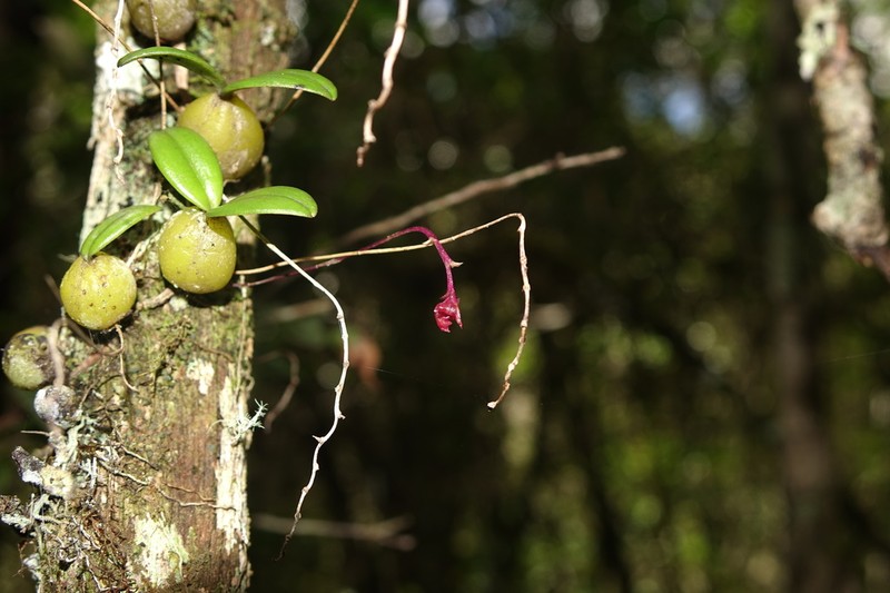 Bulbophyllum oxycalyx photo 5