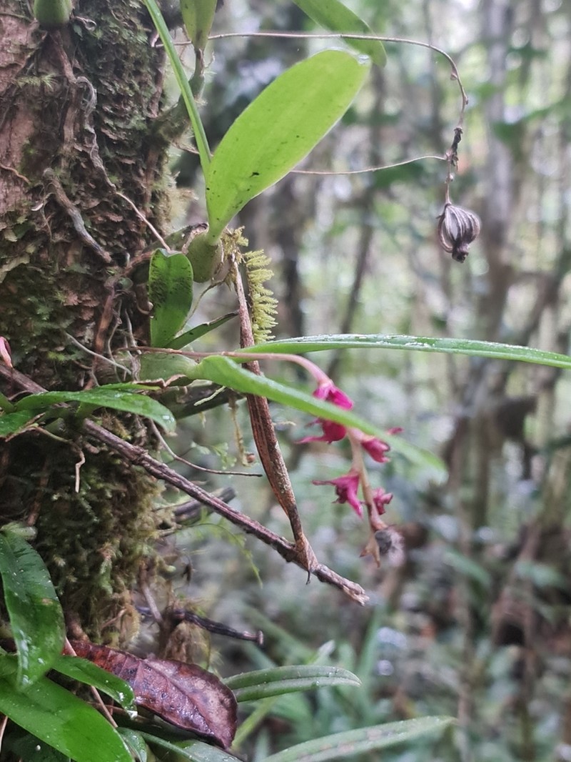 Bulbophyllum oxycalyx photo 8