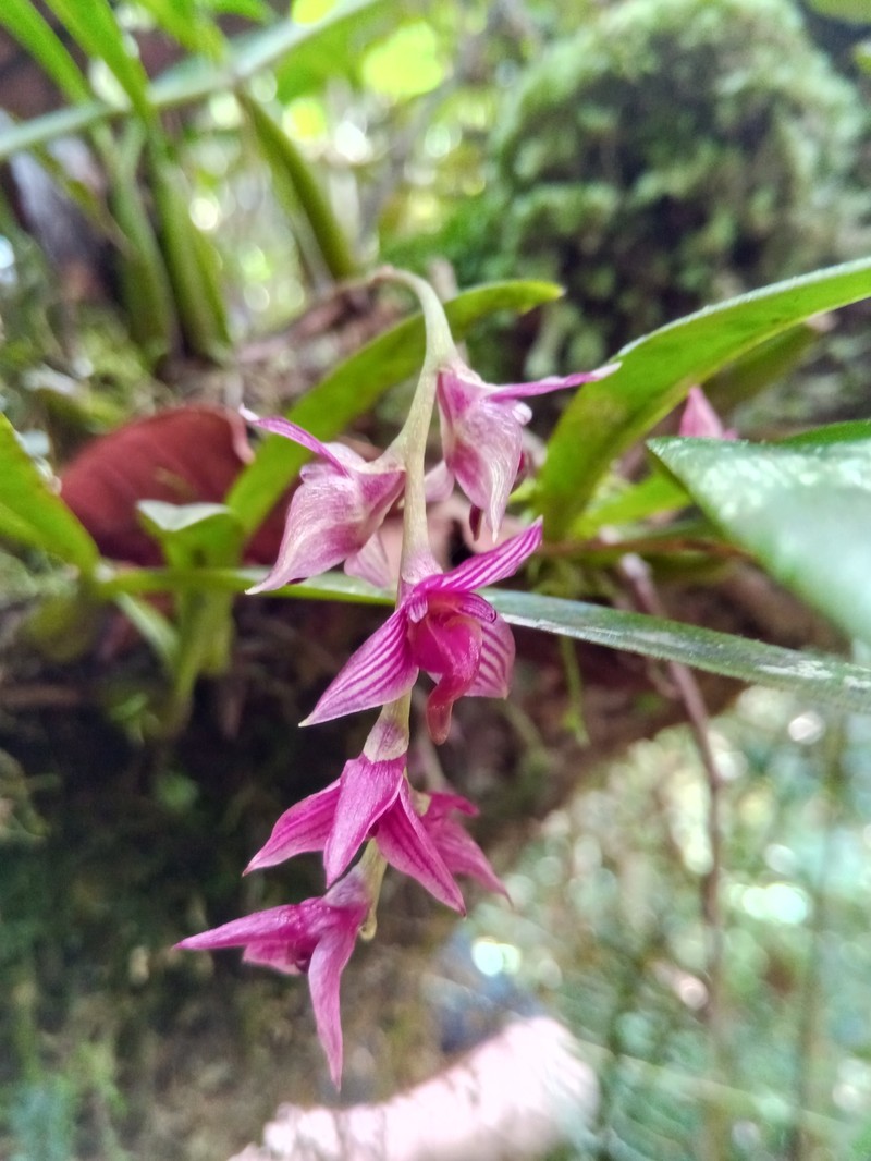 Bulbophyllum oxycalyx var. rubescens