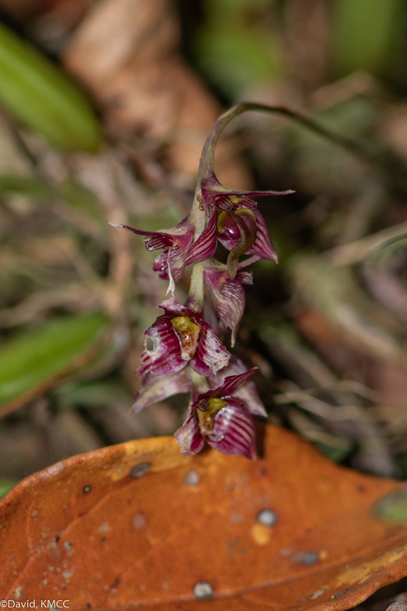 Bulbophyllum oxycalyx var. rubescens photo 2
