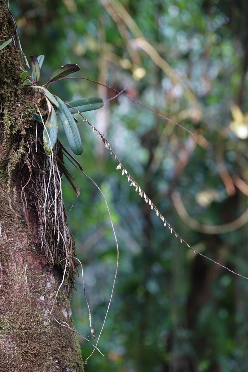 Bulbophyllum oxychilum photo 3