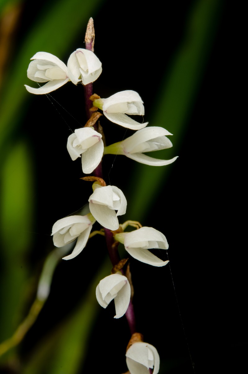 Bulbophyllum oxychilum photo 4