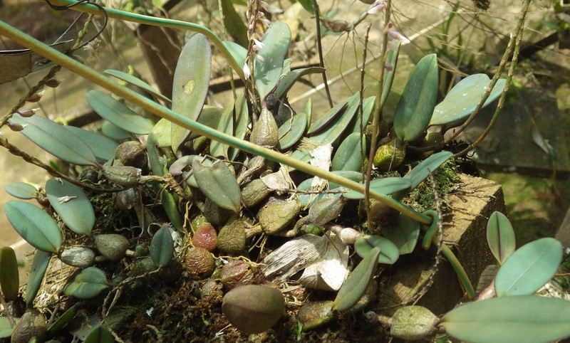 Bulbophyllum oxychilum photo 5