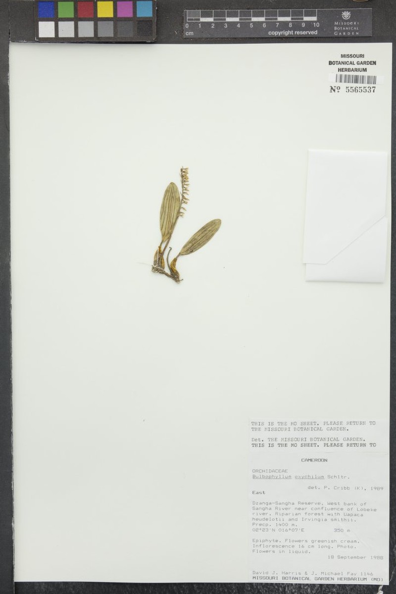 Bulbophyllum oxychilum photo 6