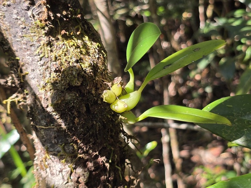 Bulbophyllum pachyanthum