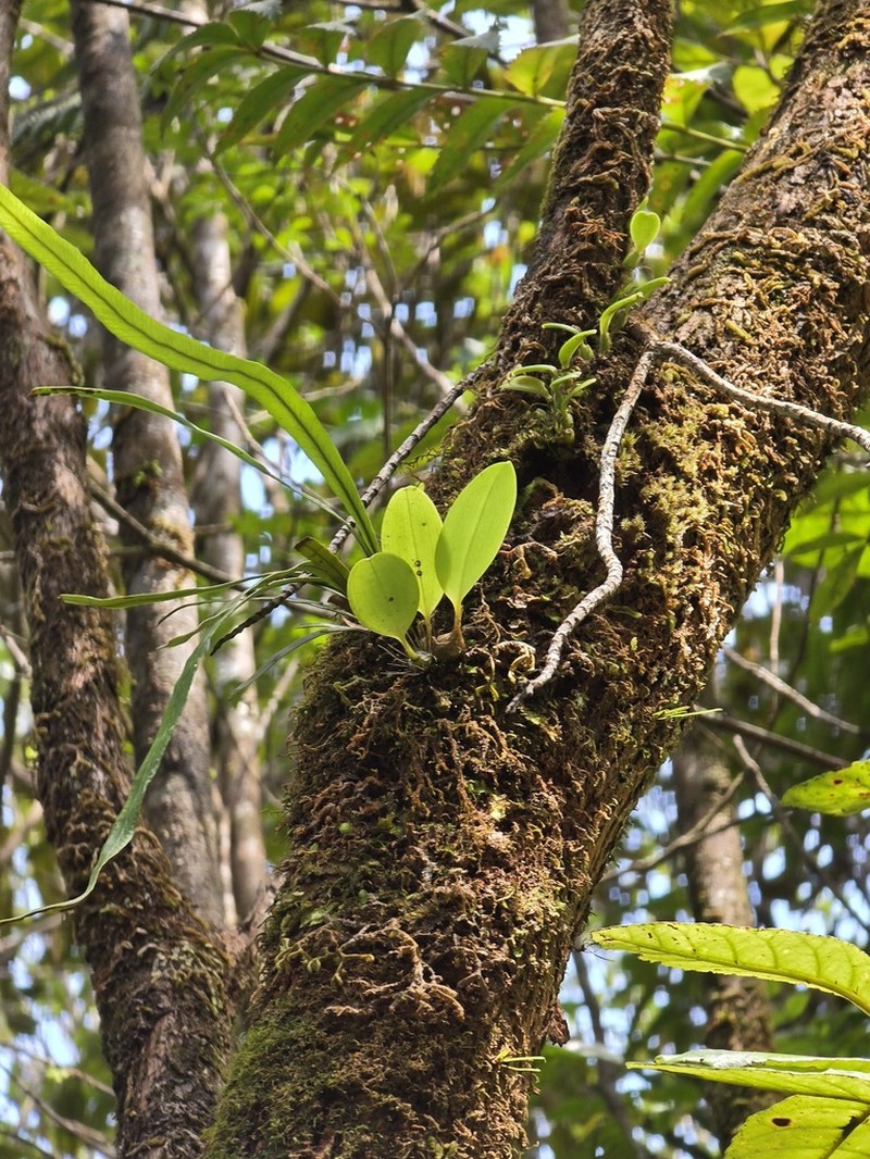 Bulbophyllum pachyanthum photo 2