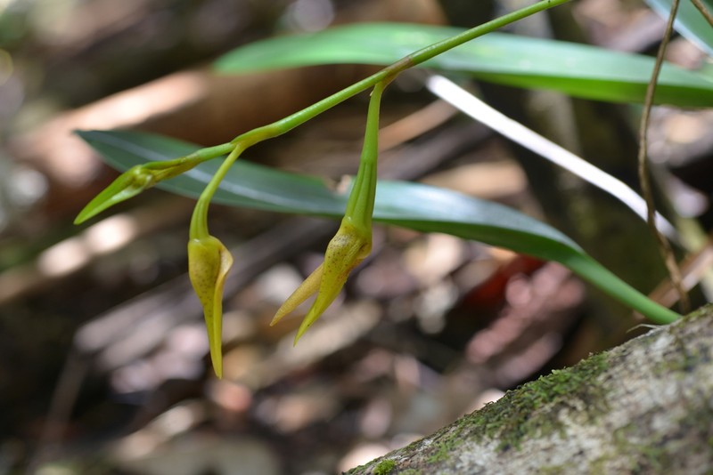 Bulbophyllum pachyanthum photo 3