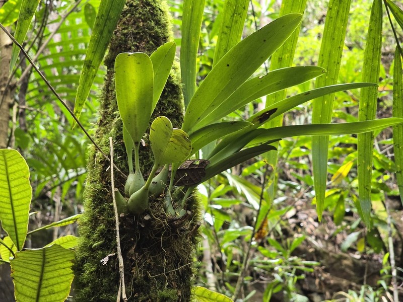 Bulbophyllum pachyanthum photo 4