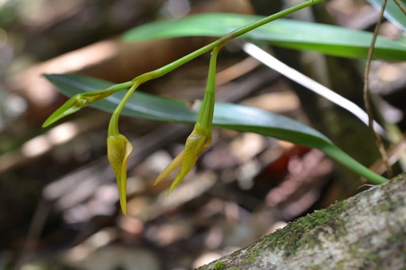 Bulbophyllum pachyanthum photo 5