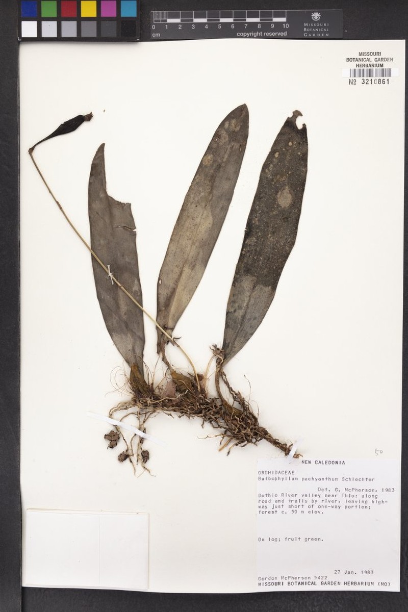 Bulbophyllum pachyanthum photo 6