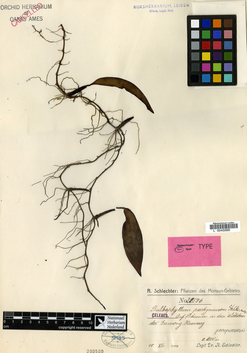 Bulbophyllum pachyneuron