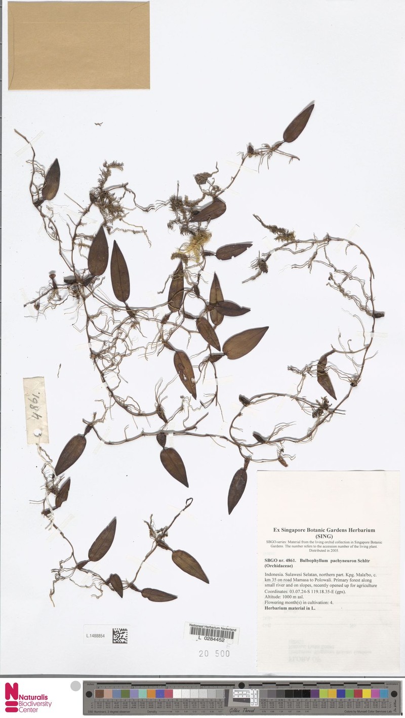 Bulbophyllum pachyneuron photo 3