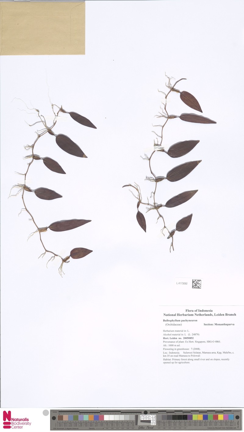 Bulbophyllum pachyneuron photo 4