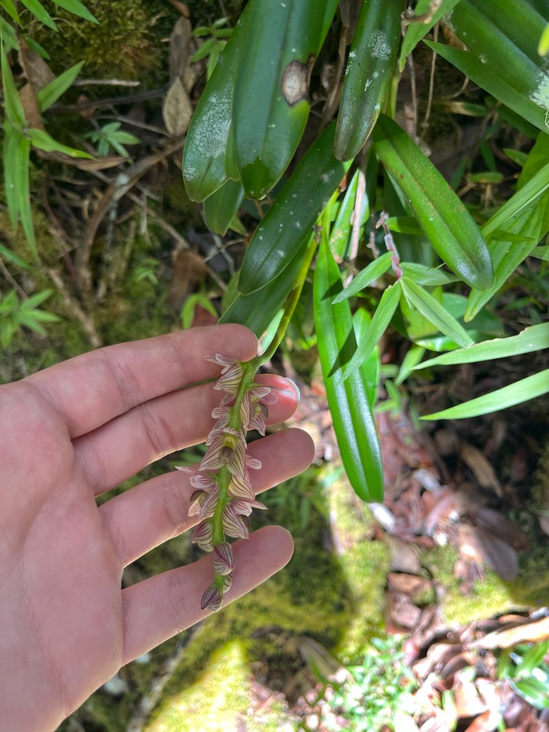 Bulbophyllum pachypus
