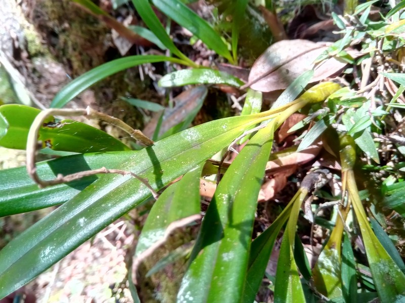 Bulbophyllum pachypus photo 2