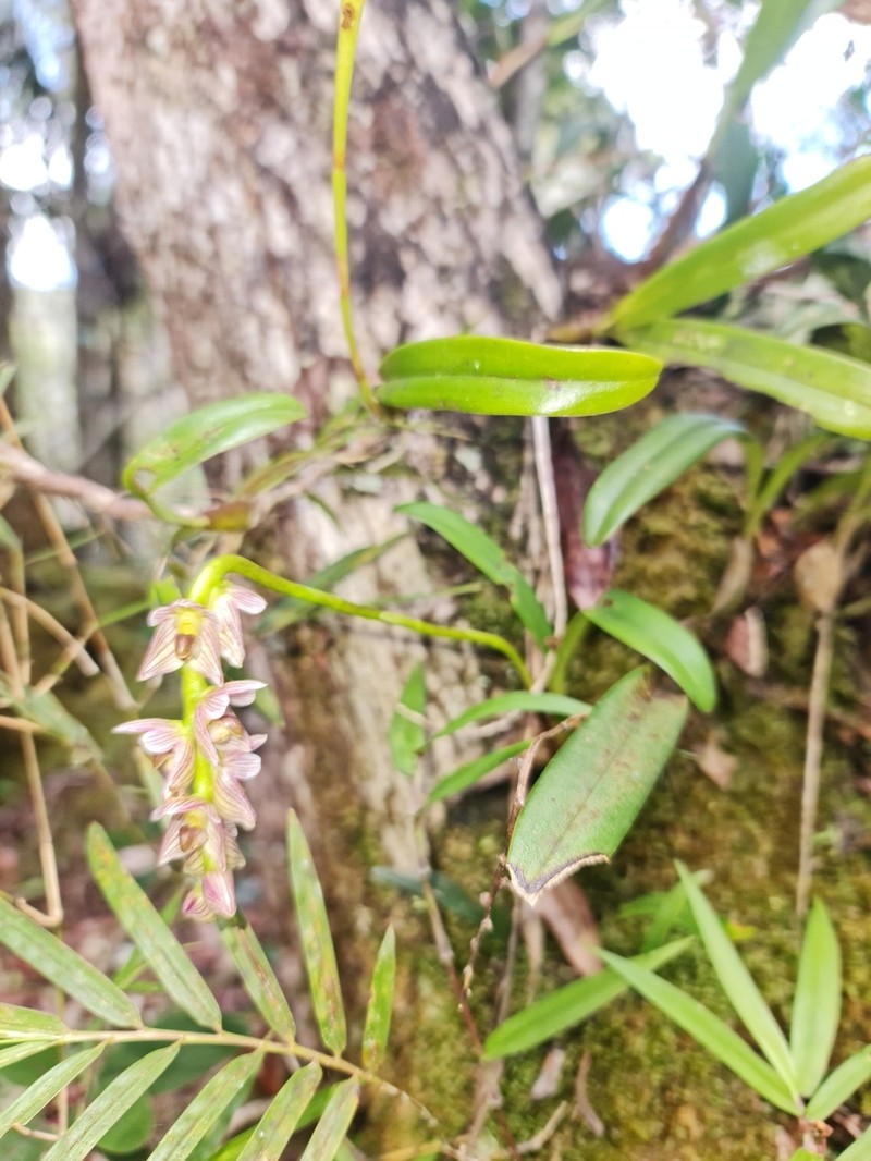 Bulbophyllum pachypus photo 3