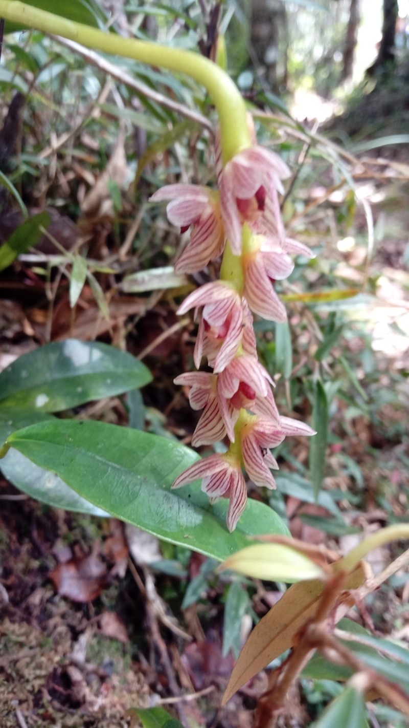 Bulbophyllum pachypus photo 4