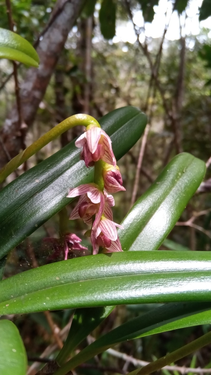 Bulbophyllum pachypus photo 5