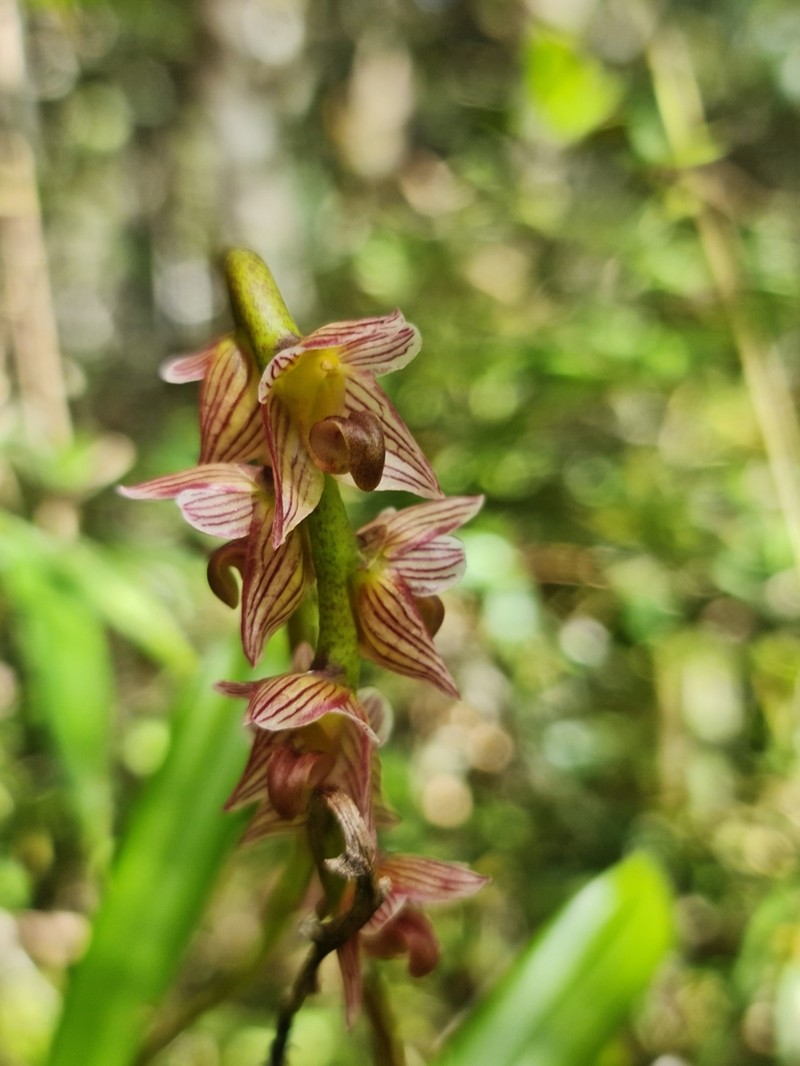Bulbophyllum pachypus photo 6