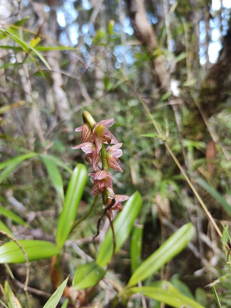Bulbophyllum pachypus photo 7