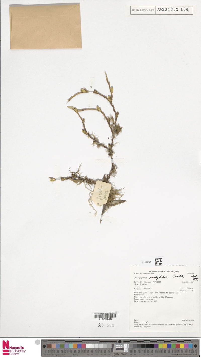 Bulbophyllum pachytelos