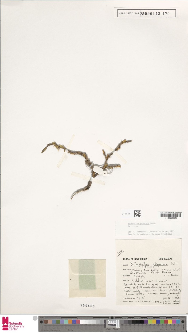 Bulbophyllum pachytelos photo 2