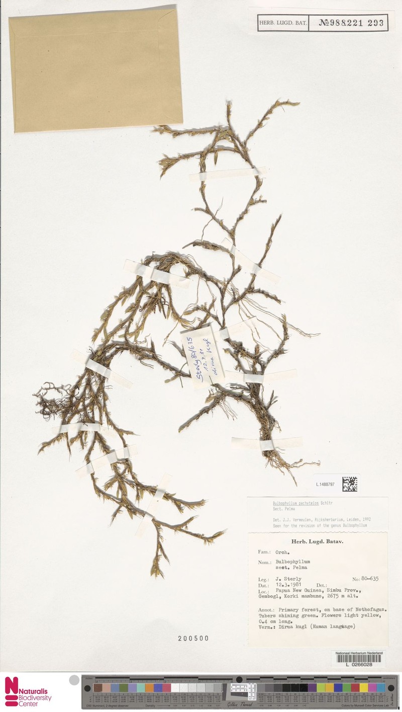 Bulbophyllum pachytelos photo 3