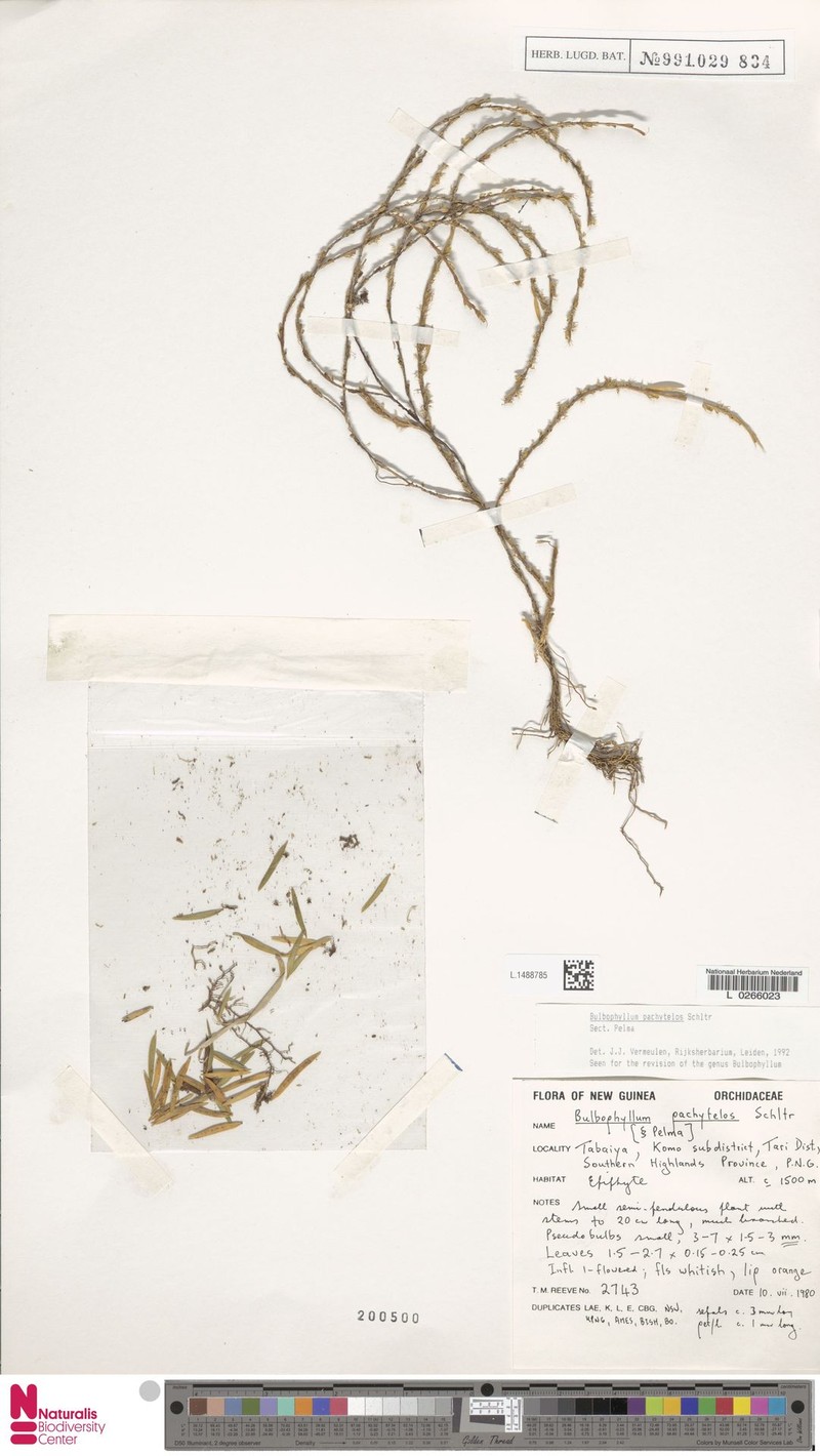 Bulbophyllum pachytelos photo 4