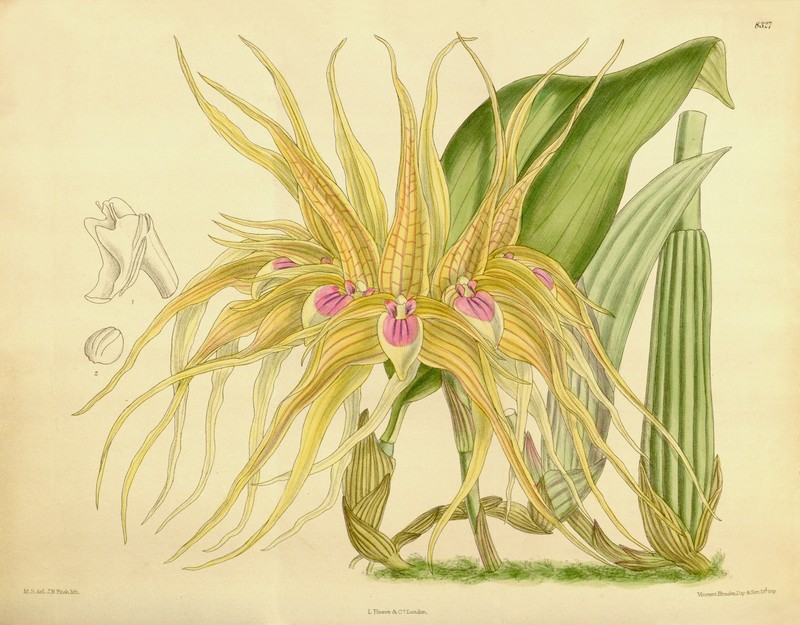 Bulbophyllum pahudii