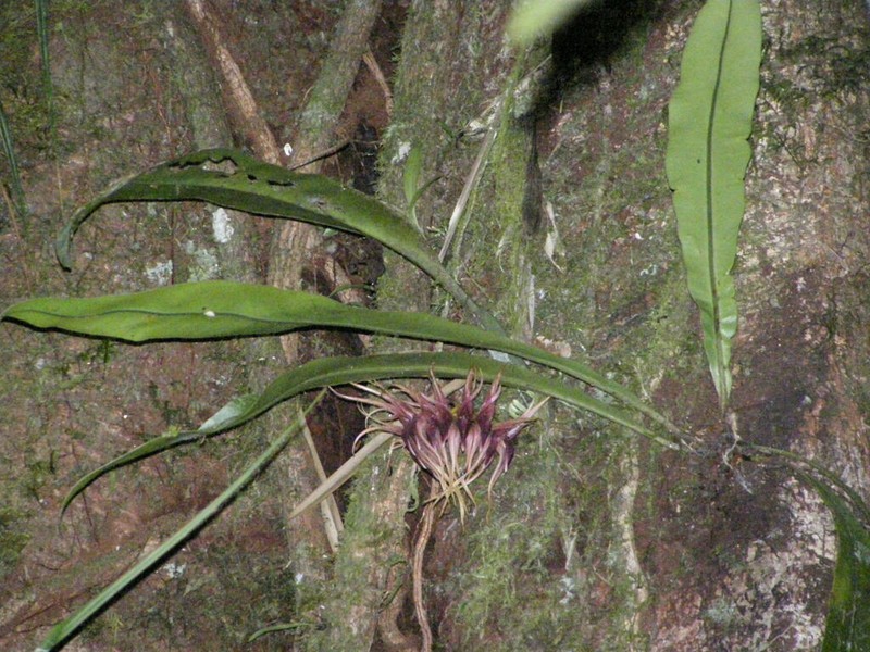 Bulbophyllum pahudii photo 2