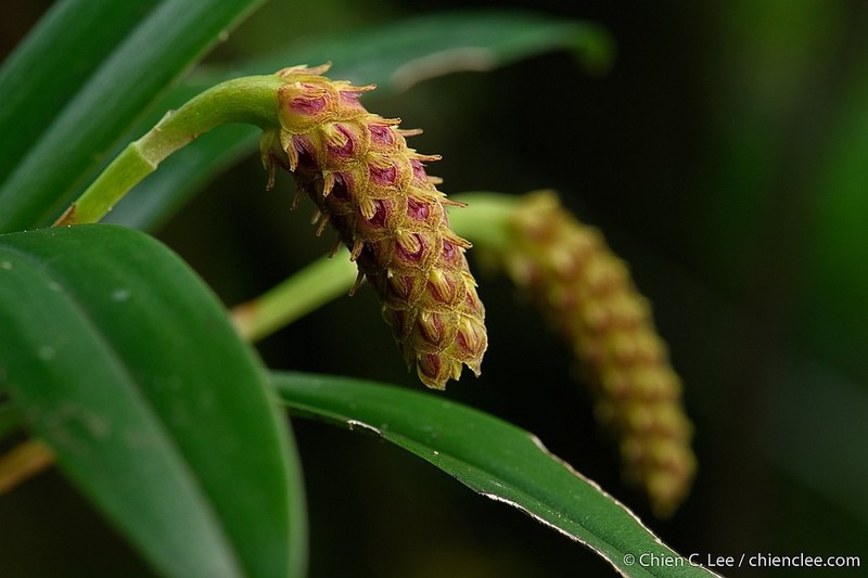 Bulbophyllum paleiferum