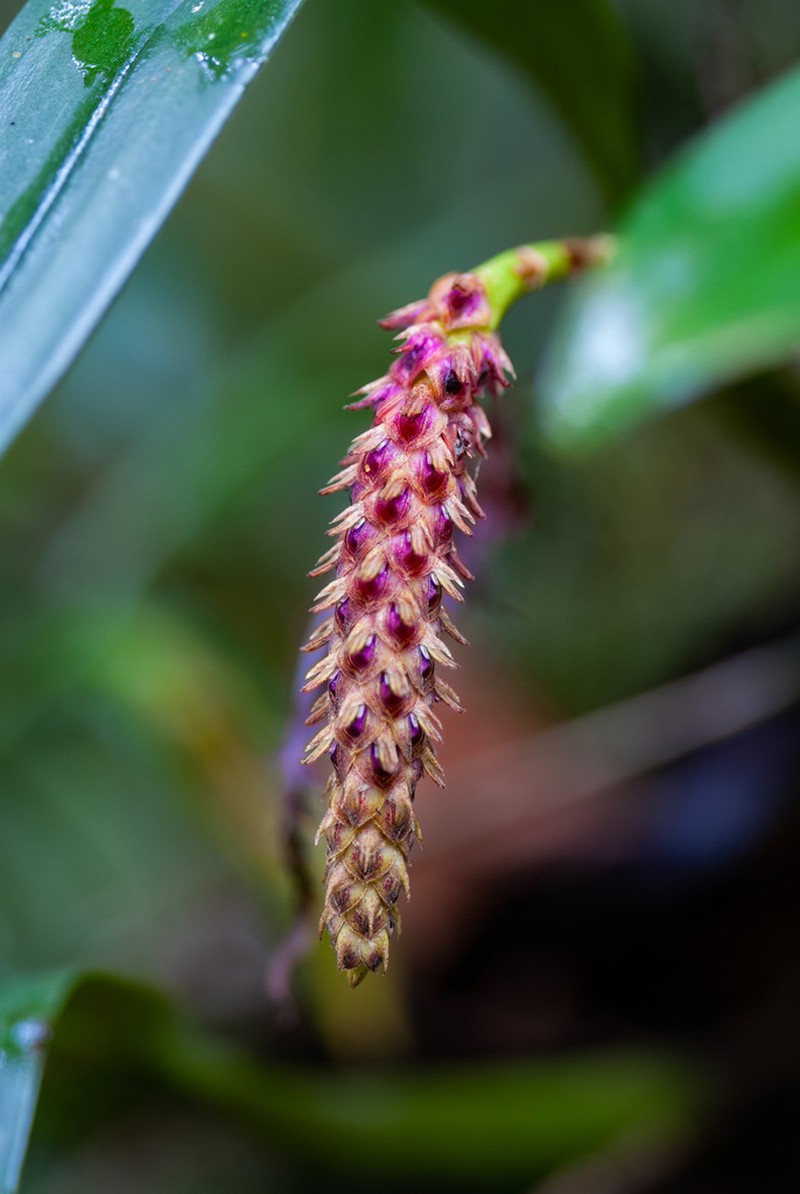 Bulbophyllum paleiferum photo 3