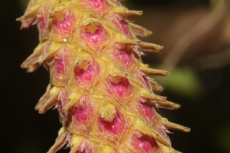 Bulbophyllum paleiferum photo 4
