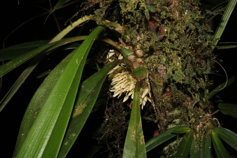 Bulbophyllum palleucum