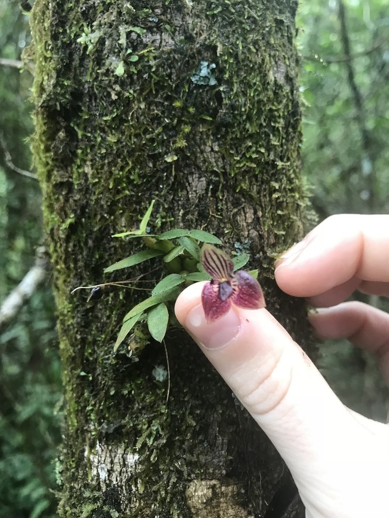 Bulbophyllum pandurella