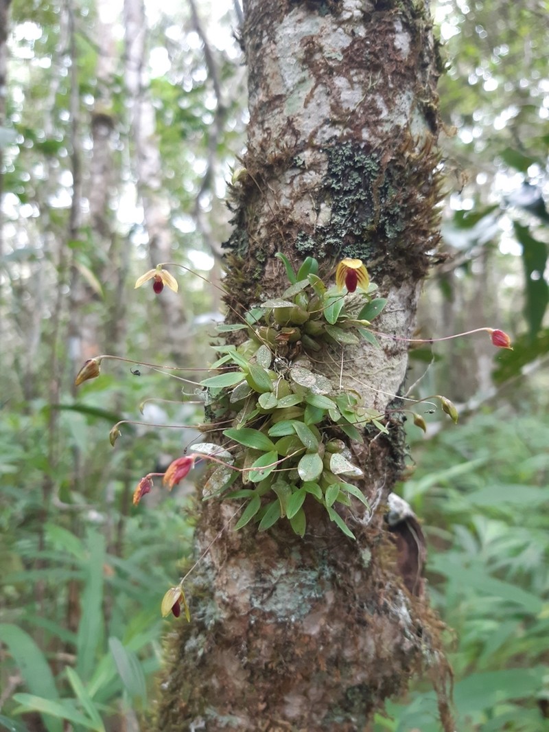 Bulbophyllum pandurella photo 2